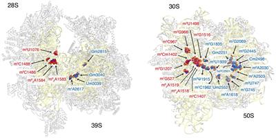 Methylation of Ribosomal RNA: A Mitochondrial Perspective